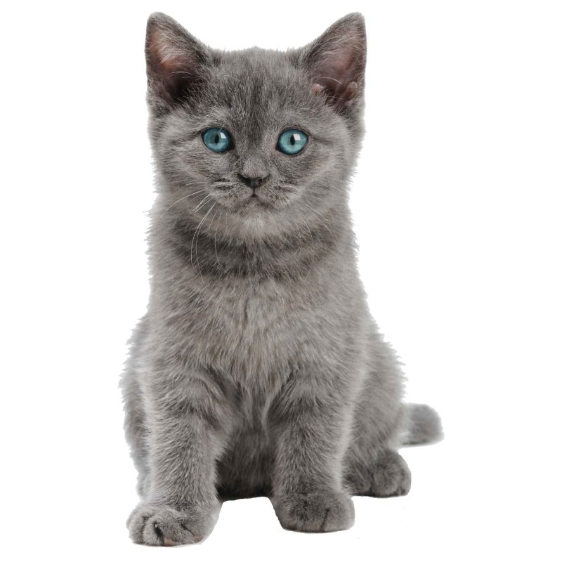 Aufkleber süße Baby Katze selbstklebend Sticker Autoaufkleber Motorra, 4,74  €