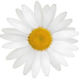 Mini Sonnenblume/Gänseblümchen Blume Autozubehör, niedliche