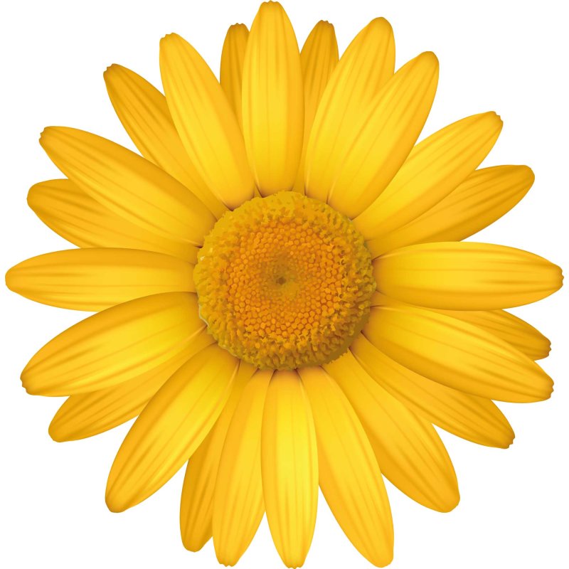 Autoaufkleber Aufkleber Hippie Blumen Reserveradcover - Sonnenblumen  Gänseblümchen Gerbera Margeriten