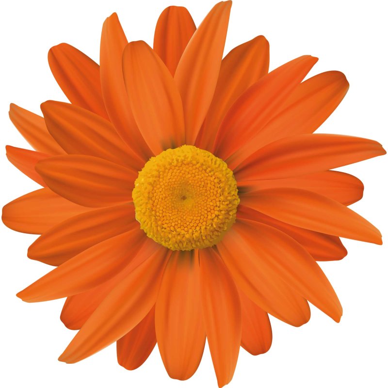 Aufkleber Sticker Gerbera orange Blume selbstklebend Autoaufkleber Bl, 4,74  €