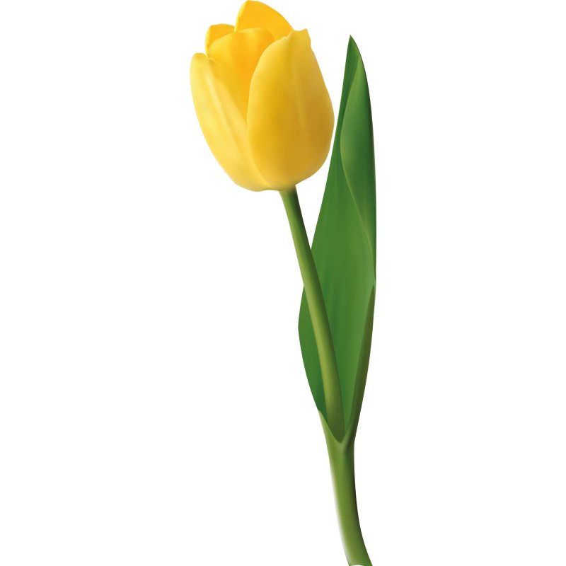 Aufkleber Sticker gelbe Tulpe Blume selbstklebend Autoaufkleber Blume, 4,74  €