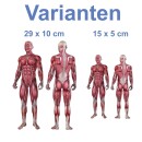 2 Aufkleber Muskeln des männlichen Körpers wasserfest Anatomie Sticker Medizin Arzt Muskeln Chirugie Deko 29 x 10 cm