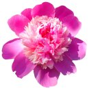 Aufkleber Sticker Pfingstrose rosa Blume selbstklebend Autoaufkleber Blumenwiese Album Dekoration Set Car Caravan Wohnwagen wetterfest 10 x 10 cm