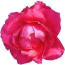 Aufkleber Sticker Rote Rose Blume selbstklebend Autoaufkleber Blumenwiese Album Dekoration Set Car Caravan Wohnwagen wetterfest 10 x 10 cm