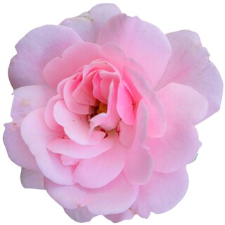 Aufkleber Sticker Rosa Damast-Rose Blume selbstklebend Autoaufkleber Blumenwiese Album Dekoration Set Car Caravan Wohnwagen wetterfest 10 x 10 cm